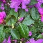 Rhododendron lapponicum পাতা