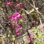 Penstemon parryi आदत