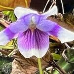 Viola hederacea Flor