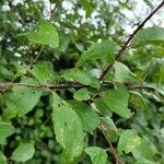 Prunus spinosa 叶