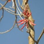 Erythrina flabelliformis Плод