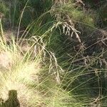 Eragrostis curvula Flower