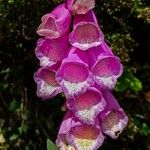 Digitalis purpurea Květ