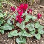 Cyclamen repandum Hábito