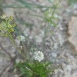 Teesdalia coronopifolia Λουλούδι