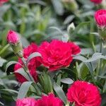 Dianthus caryophyllus Blad