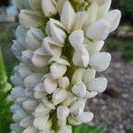 Lupinus albus Flor