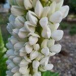 Lupinus albus Цвят