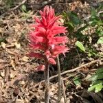 Sacoila lanceolata Flower