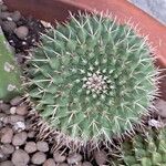 Mammillaria winterae Leaf