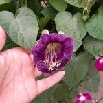 Cobaea scandens Blomst