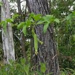 Luffa aegyptiaca Habit