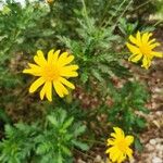 Euryops chrysanthemoidesFlower