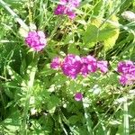 Dianthus barbatusFlower