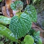 Begonia hirtella Blad