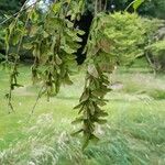 Acer cissifolium 果實