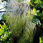 Clematis tangutica Fruit