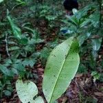 Vantanea guianensis Лист