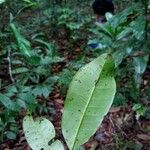 Vantanea guianensis 葉