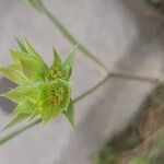 Bupleurum baldense Flower