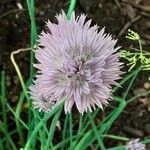 Allium acutiflorum Fleur