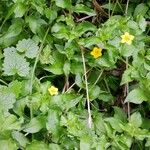 Lysimachia nemorum Habit