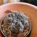 Gymnocalycium baldianum Blatt