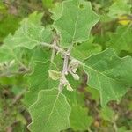 Solanum violaceum ഇല