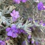 Eremophila nivea Blomma
