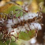 Faurea rochetiana Blüte