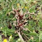 Astragalus spruneri Λουλούδι