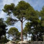 Pinus halepensis Rinde