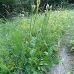 Crepis conyzifolia Hábitos