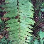 Olfersia cervina Лист