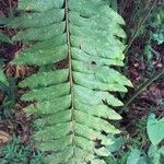 Olfersia cervina Leaf