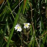 Euphrasia stricta ശീലം