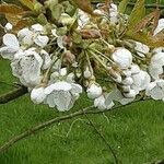 Malus domestica Blomma