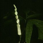 Anaphyllopsis americana Fruto