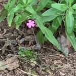 Geranium purpureumBlomma