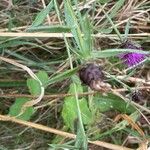 Centaurea nigra অভ্যাস