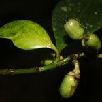 Clusia croatii Fruit