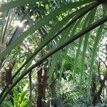 Pandanus purpurascens Hoja