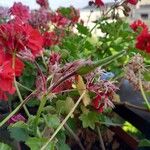 Pelargonium zonale果實