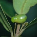 Apodytes clusiifolia Fruit