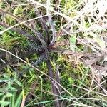 Cirsium palustre Folla