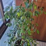 Ficus retusa 葉