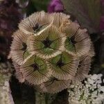 Scabiosa stellata Φύλλο