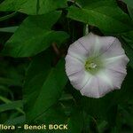 Calystegia × pulchra Flower