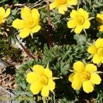 Geum reptans Habit