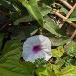 Ipomoea aquatica Blomst